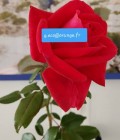 Georges 66 ans Bordeaux  France