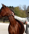 Henri 72 ans Stavelot 4970 Belgique