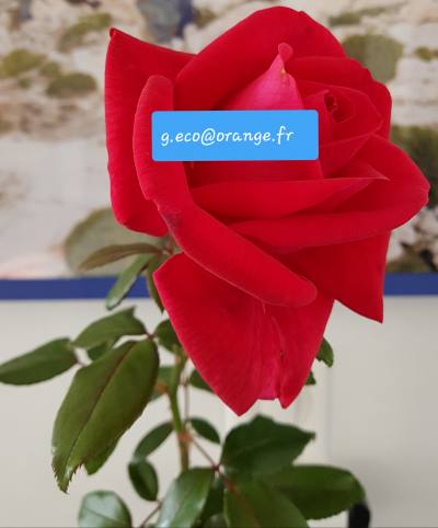 Georges 66 ans Bordeaux  France